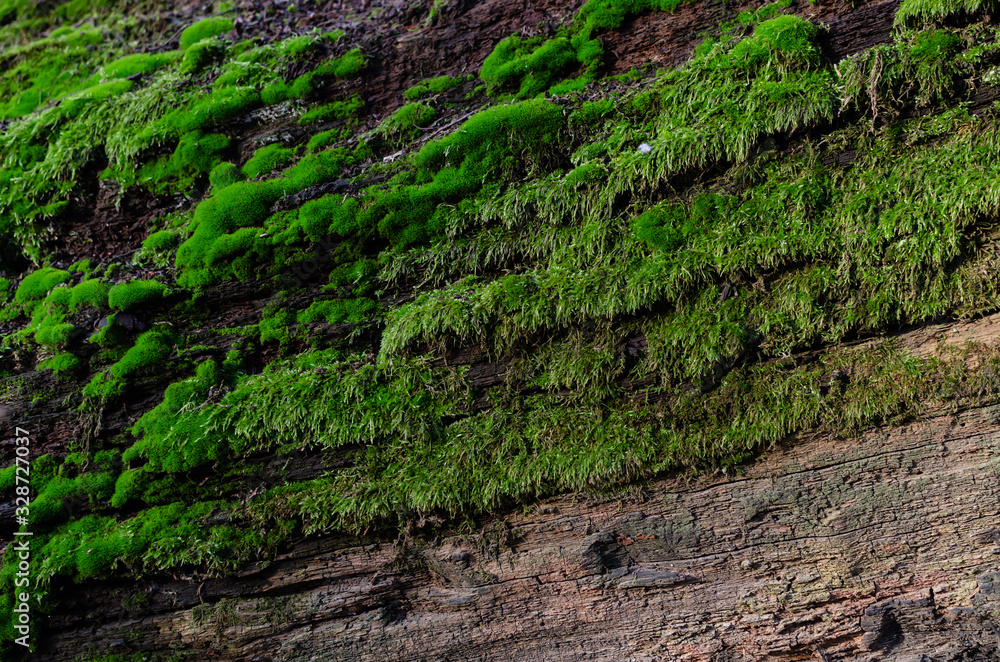 bark of an old tree covered with green moss in the forest bark of an old tree covered with green moss in the forest