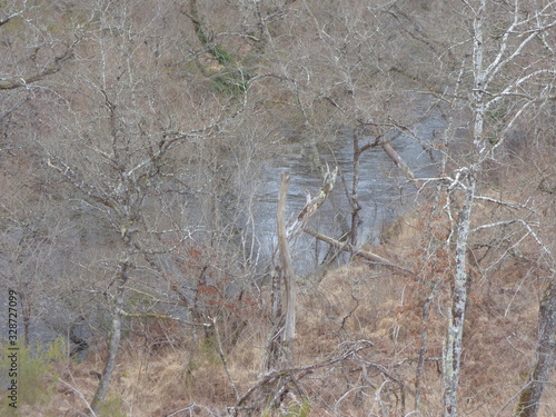 Forêt des Landes photo