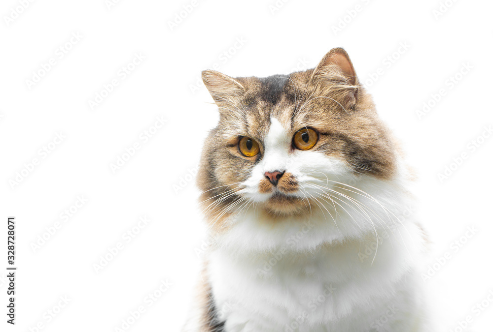 Obraz premium Cute tabby kitten isolated on white.