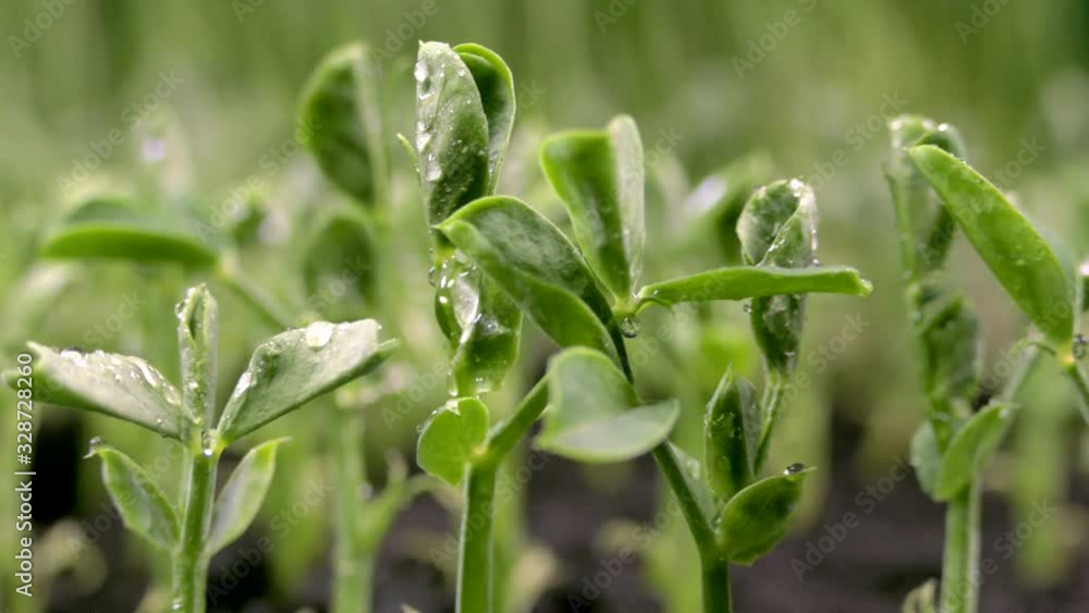 Green sprouts sprout from the ground. The beginning of a new life in nature in spring. Pea sprouts. Green sprouts sprout from the ground. The beginning of a new life in nature in spring. Pea sprouts.