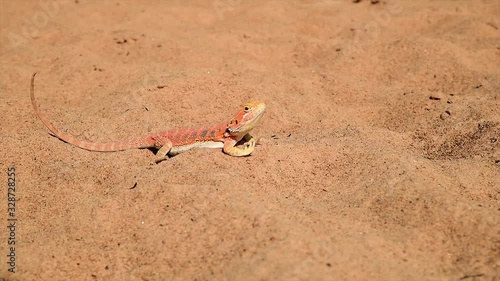 Bearded dragon. on the desert - can be used for display or montage Documentary your videos