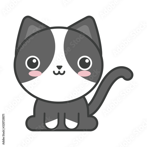 cute cat on white background, feline domestic