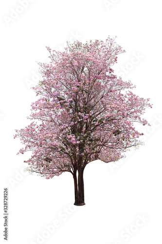 Pink flower sour cherry tree isolated on white background. This has clipping path.