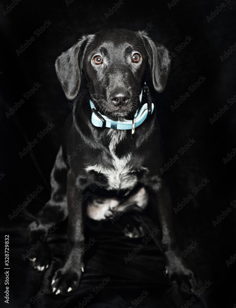 black puppy black puppy