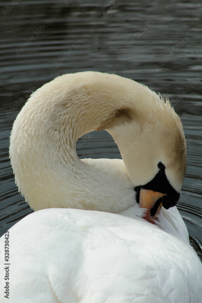 Obraz premium swan on lake