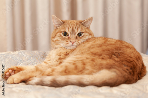 cat in bed © oleg_ru