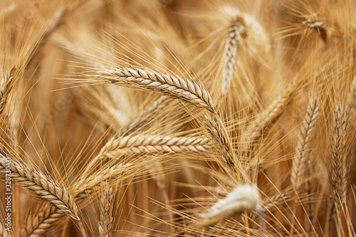 Fotografía Getreidefeld