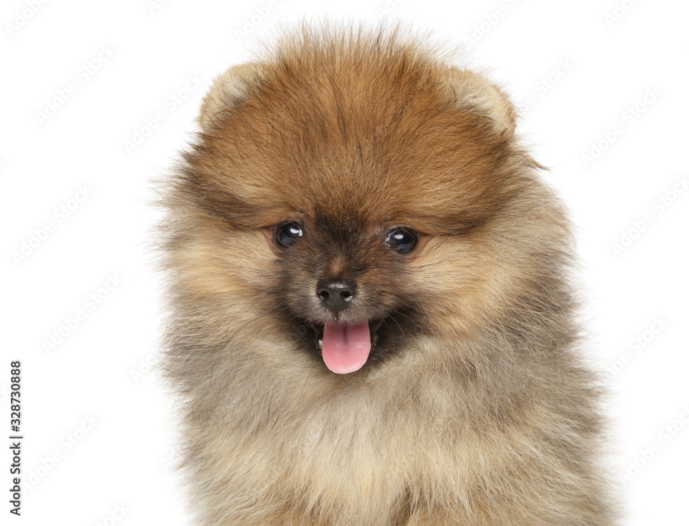 Obraz premium Close-up of a happy Pomeranian puppy
