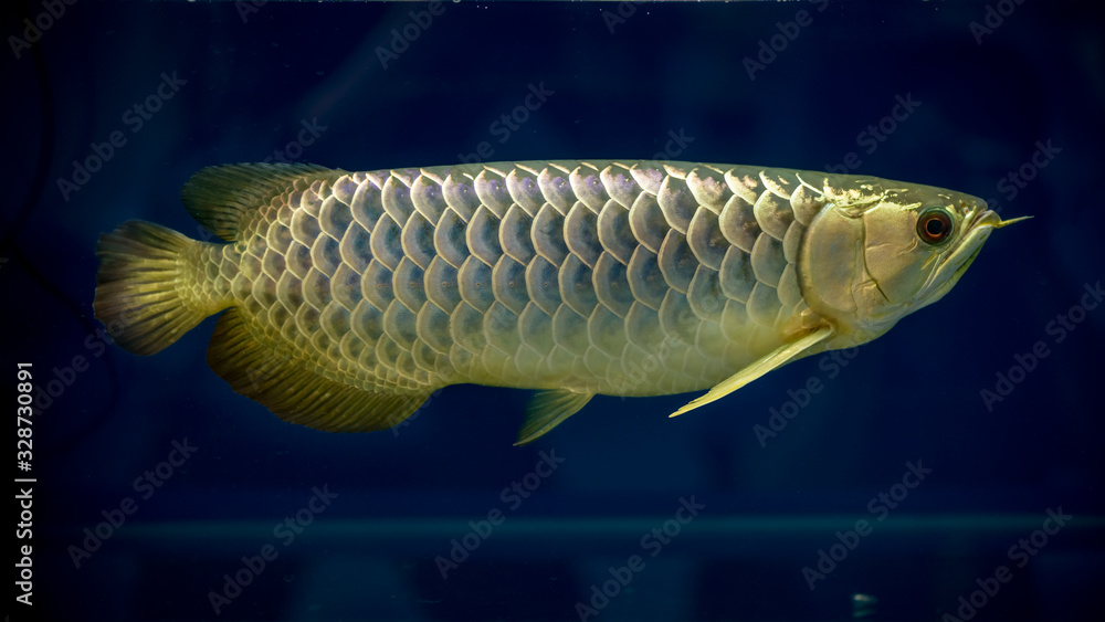 Closeup of A golden Dragon Fish isolated in blue background. Stock