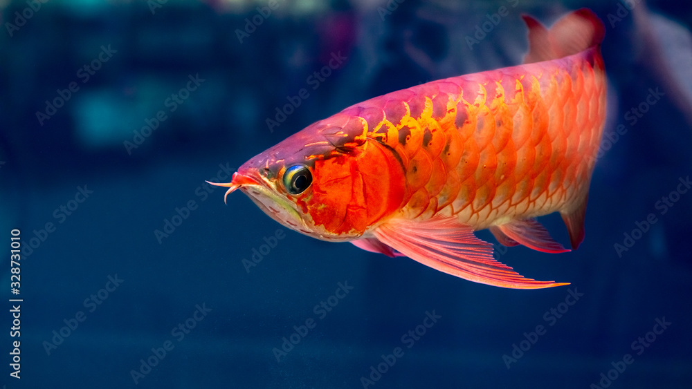 Obraz premium Close-up of A red golden Dragon Fish isolated in blue background.