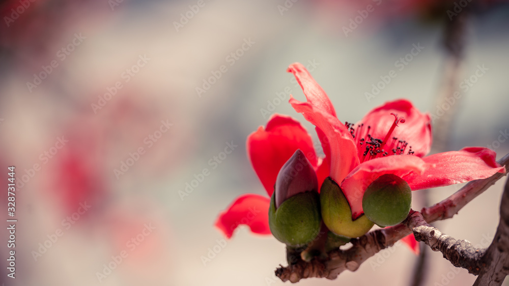 Close up of beautiful kapok in dreamy soft background.