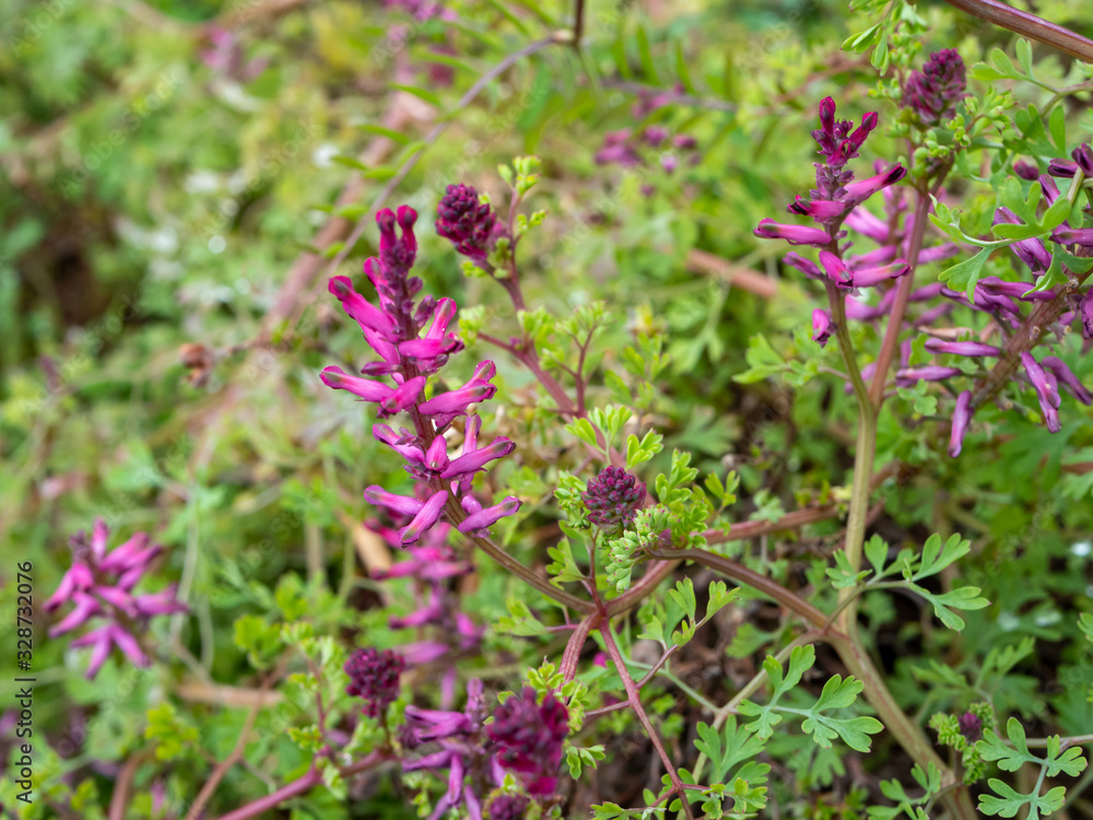 Gewöhnlicher Erdrauch Pflanze im Garten Gewöhnlicher Erdrauch Pflanze im Garten