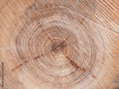 Baumscheibe Textur Holz Hindergrund