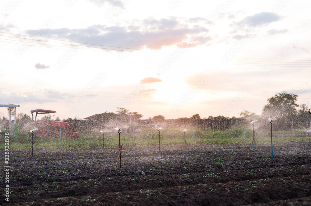 Automatic sprinkler system watering on a vegatables farm with sunset outdoor background.Organic agriculture green plants farming concept. Automatic sprinkler system watering on a vegatables farm with sunset outdoor background.Organic agriculture green plants farming concept.