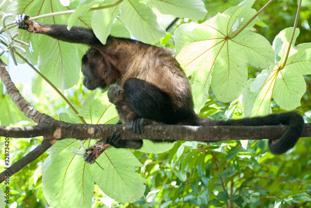 Howler Monkey and baby, Escaleras, Puntarenas Province, Costa Rica