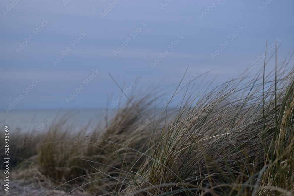 Obraz premium trawa na plaży