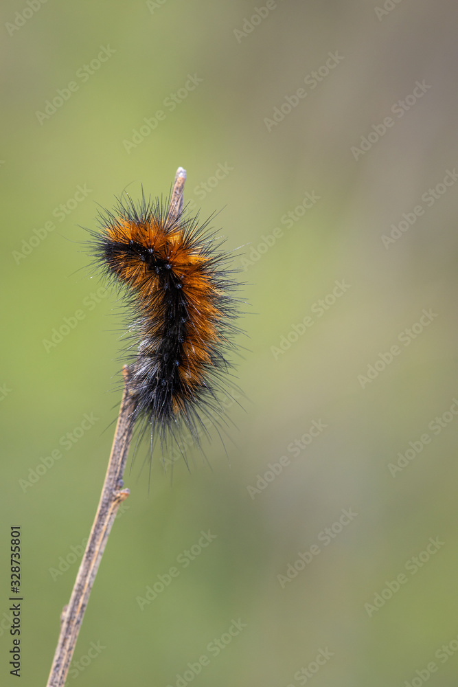 Caterpillar in its natural environment. Caterpillar in its natural environment.