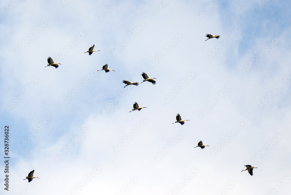 A flock of storks fly together in the sky. They gather to fly south..