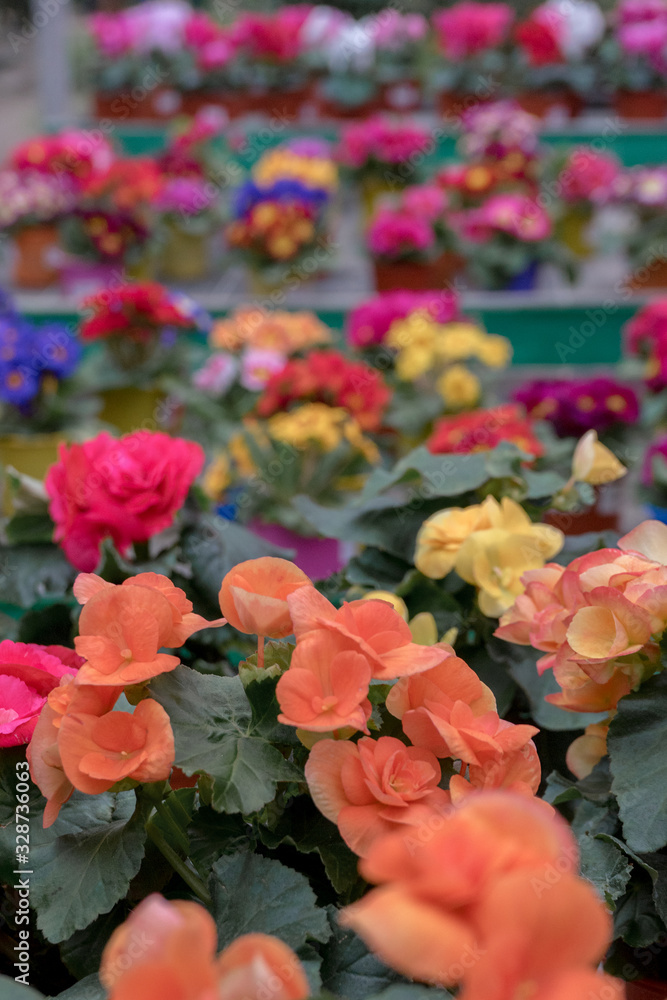 Spring flowering begonia close up. Blooming orange, yellow, red begonia bushes with fluffy flowers for your design. Blurred background Spring flowering begonia close up. Blooming orange, yellow, red begonia bushes with fluffy flowers for your design. Blurred background