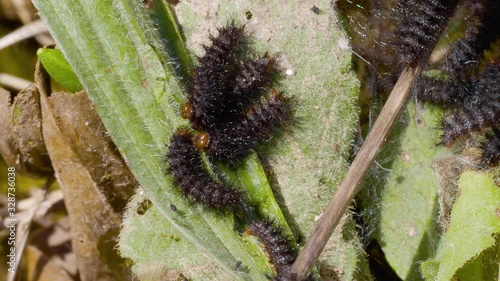 Glanville Fritillary (Melitaea cinxia ) Caterpillars in their Web. 1 cm long. photo