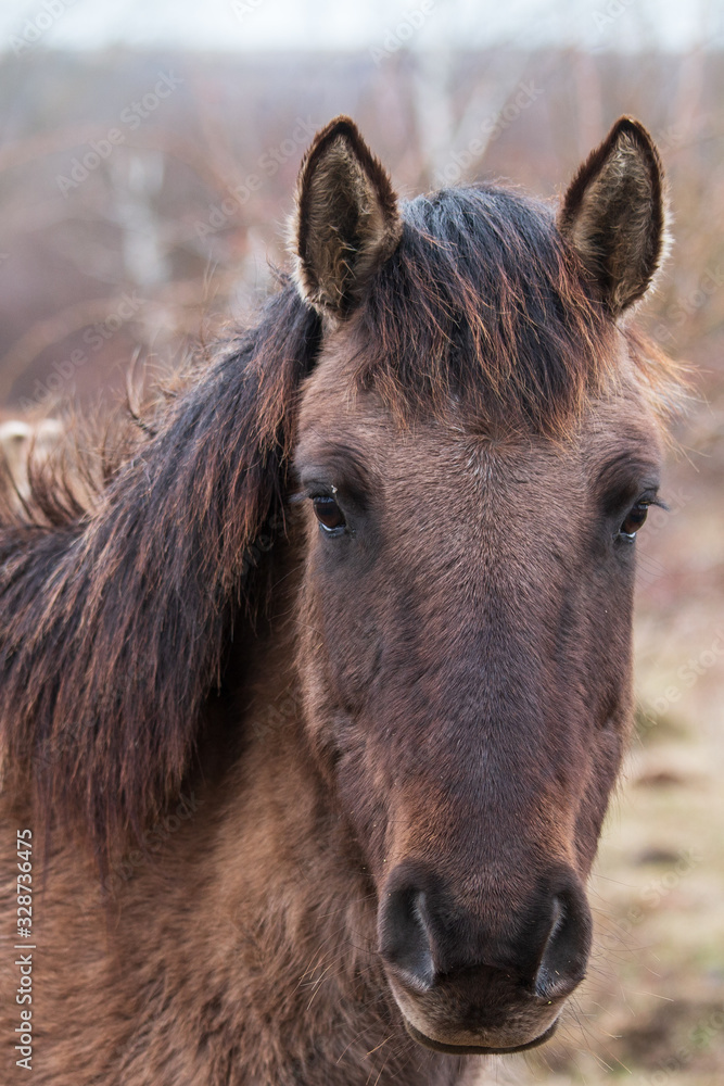Fototapeta premium Koniks in der Thüringeti