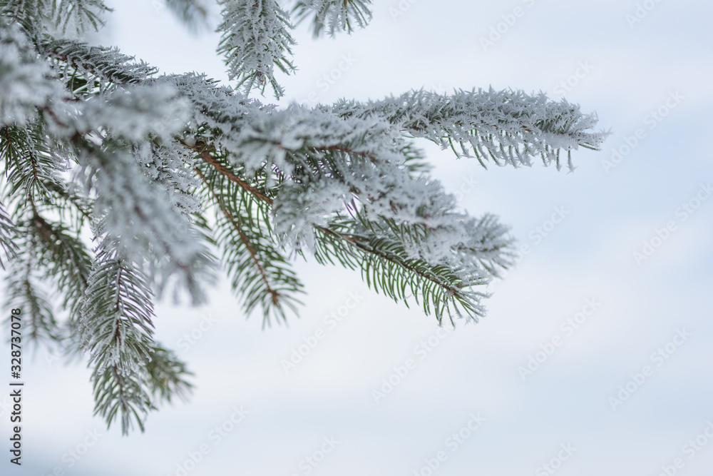 Green fir branch covered in snow, winter, Tusnad, Romania