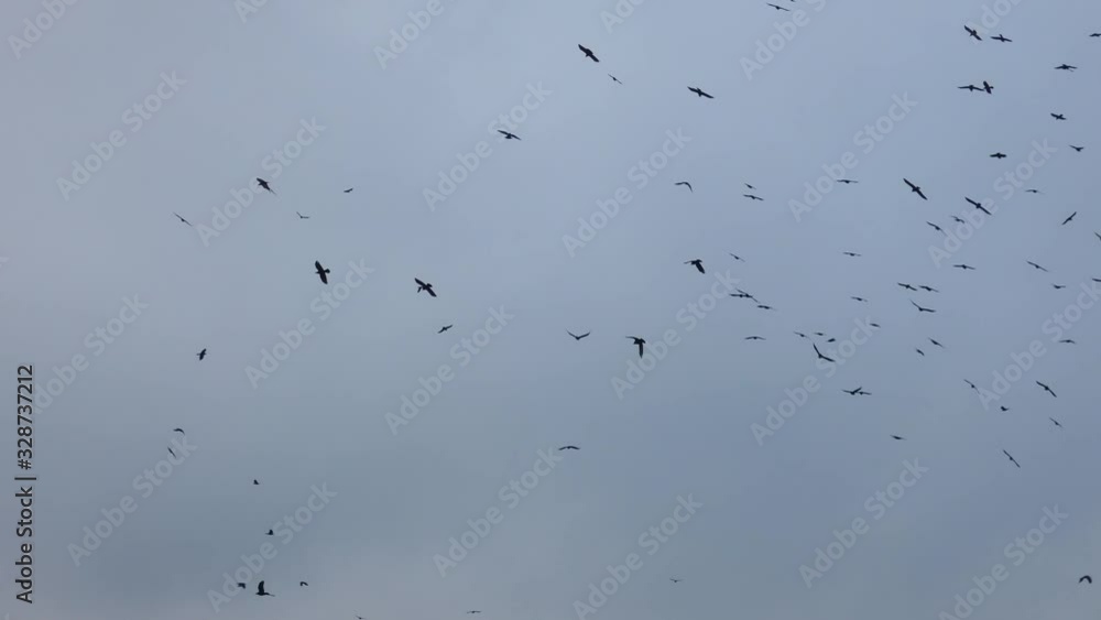 Big flock of birds flying in cloudy sky. Dark moving silhouettes against gray background. Big flock of birds flying in cloudy sky. Dark moving silhouettes against gray background.