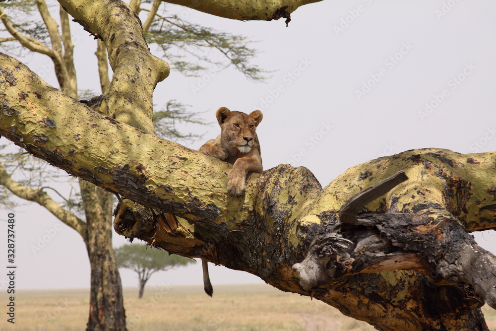 Lioness In A Tree