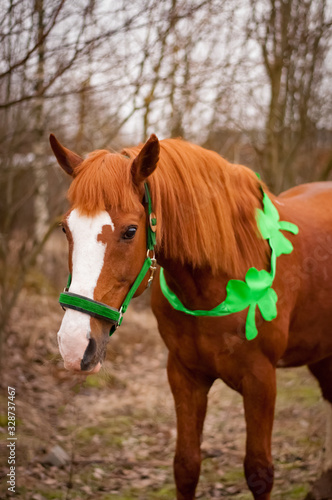 a red horse with a green bridle and clover leaves around its neck. A symbol of St. Patrick's day