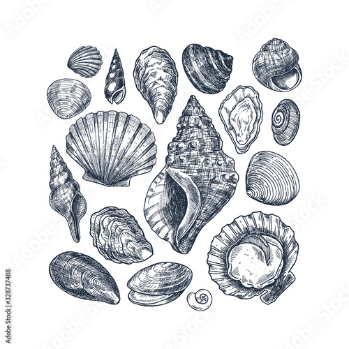 Seashell vintage collection. Engraved style set. Various shell forms. Vector illustration