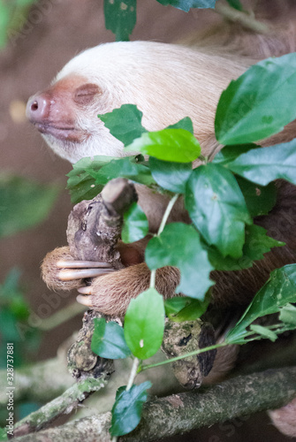 Fototapeta Naklejka Na Ścianę i Meble -  Hoffman's Two-Toed Sloth, Jaguar Rescue Center, Limón, Punta Cocles, Costa Rica