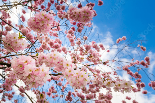 Fotobehang Close up of a cherry tree in full bloom in Central Park, New York, USA