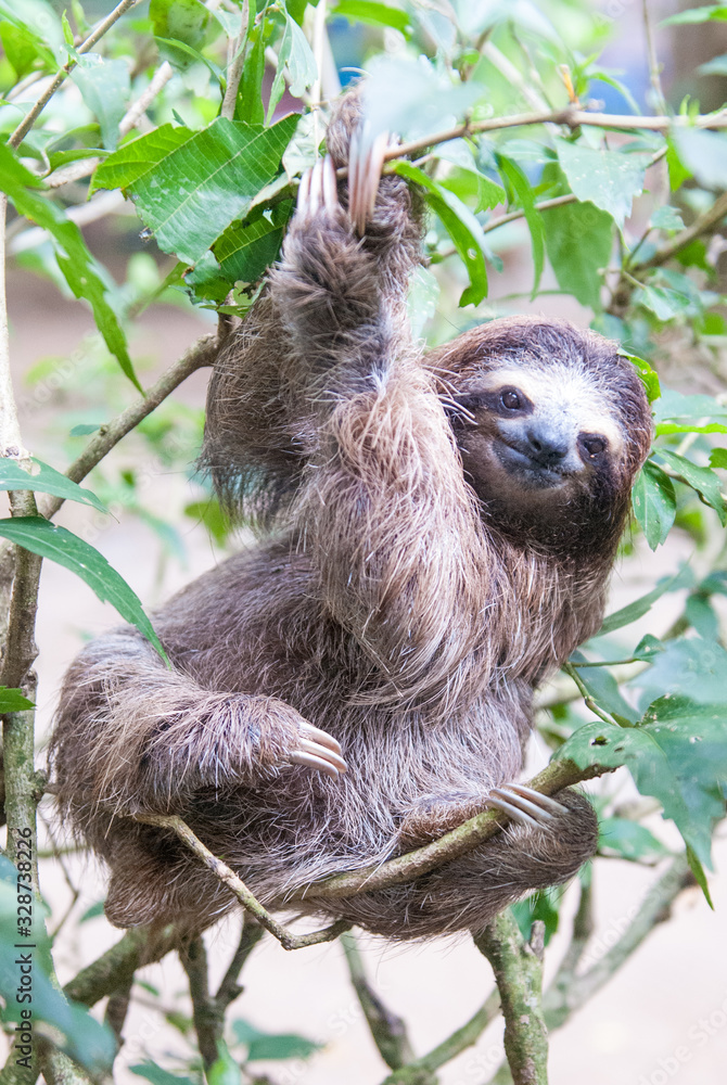 Naklejka premium Brown-Throated Three-Toed Sloth, Jaguar Rescue Center, Limón, Punta Cocles, Costa Rica