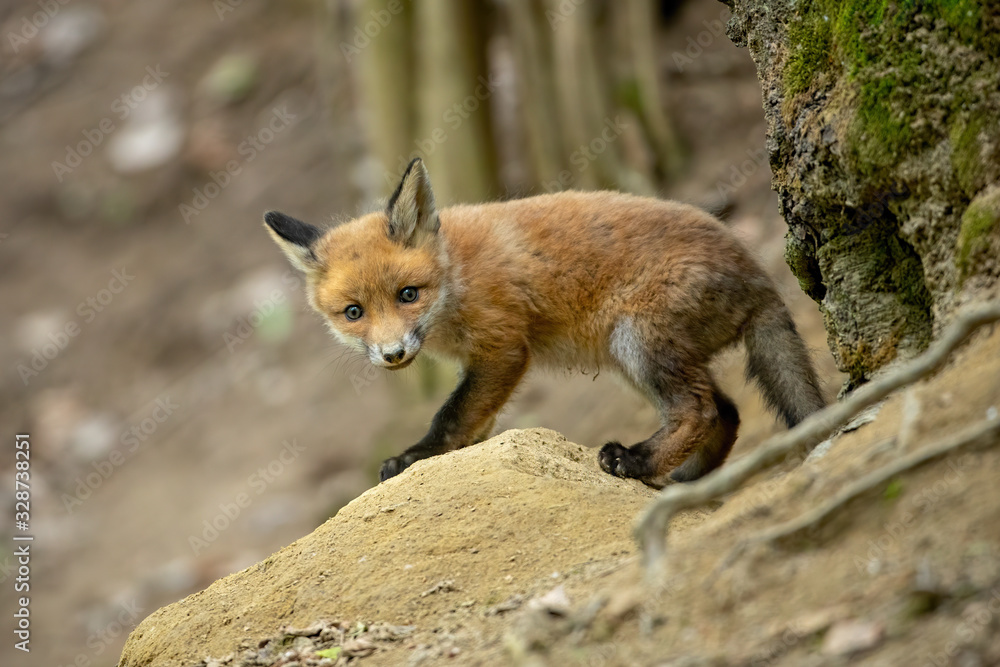 Fototapeta premium Cute red fox, vulpes vulpes, cub coming out of a den in forest in springtime. Little mammal predator with blue eyes little looking in camera while standing on the hill.