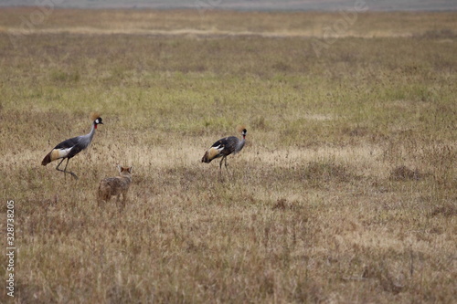 Pair of Crested Cranes Stalked by a Jackal