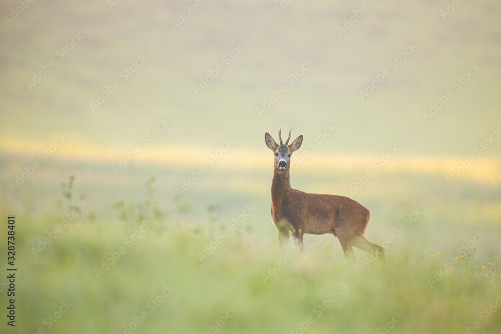 Alert roe deer, capreolus capreolus, buck standing on a meadow wet from dew early in the morning with sun rising behind and casting rays of light. Attentive mammal looking and listening. Alert roe deer, capreolus capreolus, buck standing on a meadow wet from dew early in the morning with sun rising behind and casting rays of light. Attentive mammal looking and listening.
