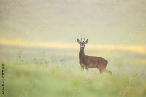 Alert roe deer  capreolus capreolus  buck standing on a meadow wet from dew early in the morning with sun rising behind and casting rays of light. Attentive mammal looking and listening.