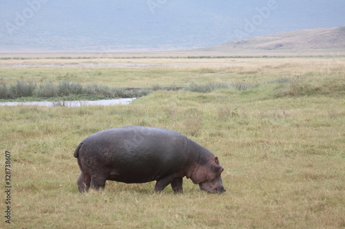 Grazing Hippo