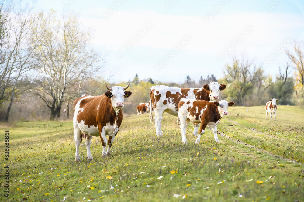 Herd of cows on a field.