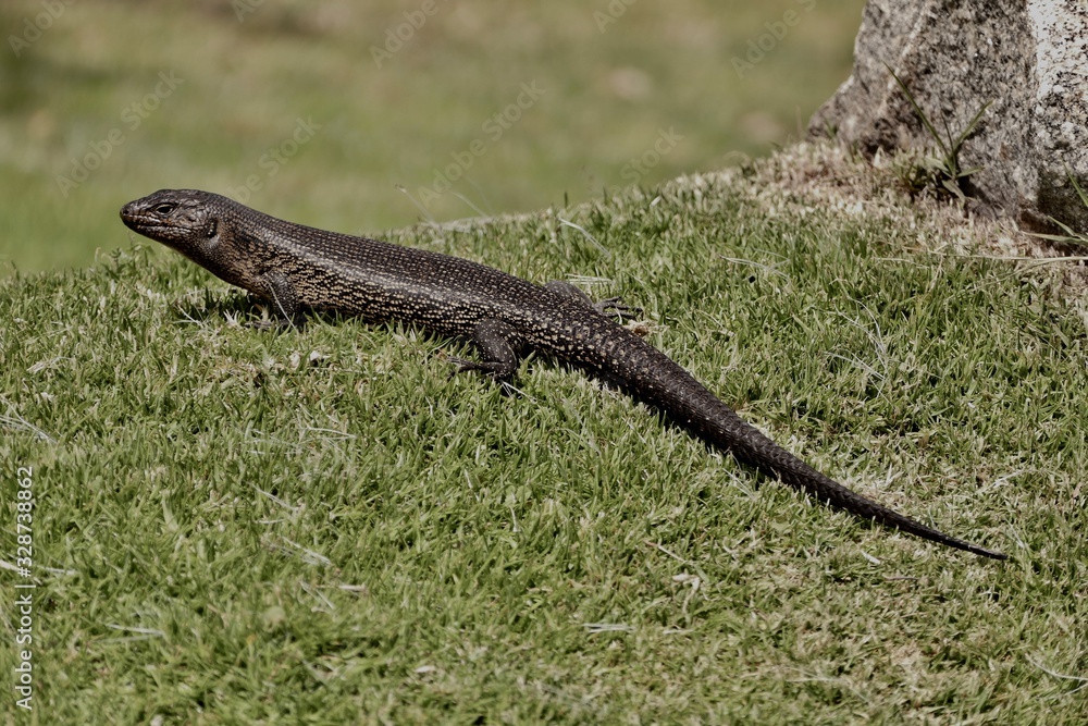 Fototapeta premium Sleepy Lizard