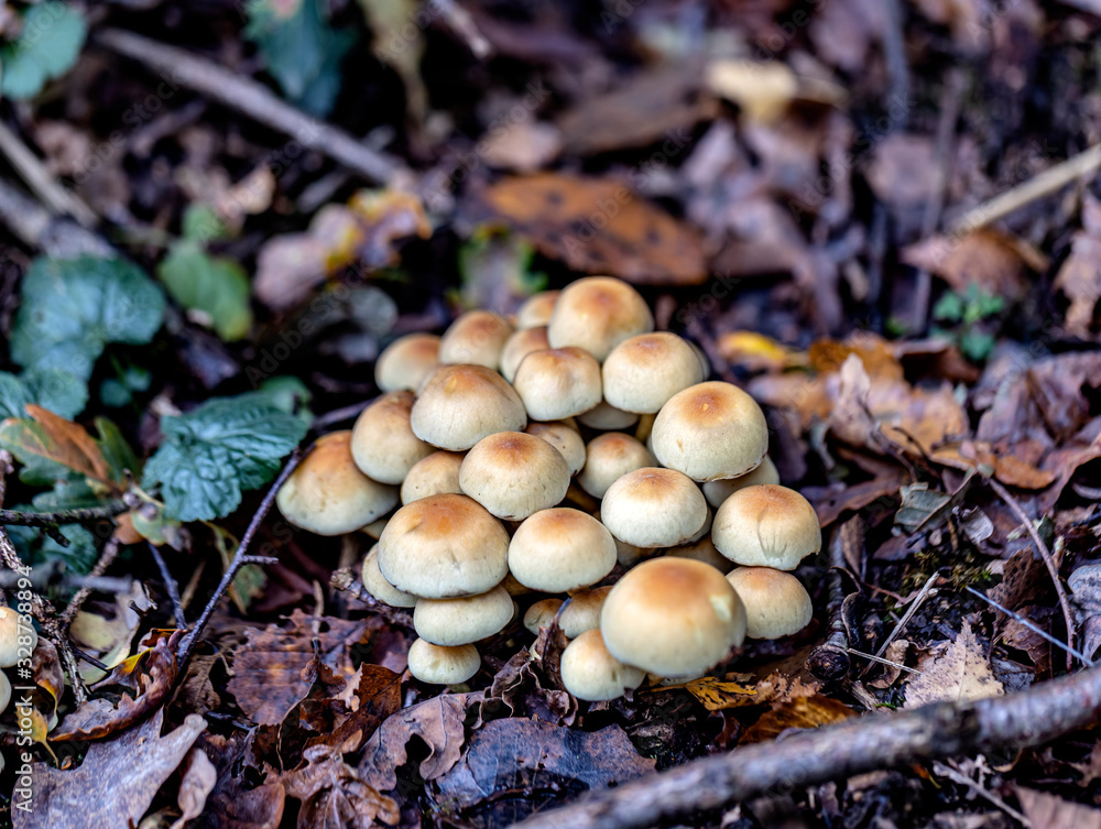 Waldpilze Waldpilze