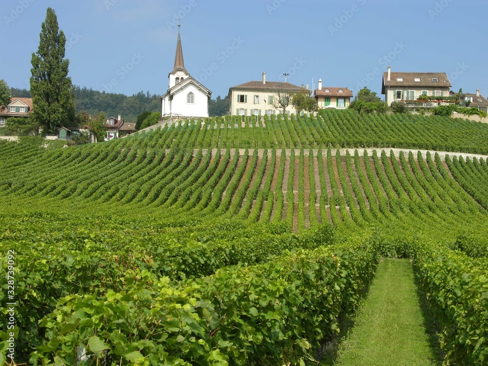 Switzerland, Lavaux Wine District, Vineyard