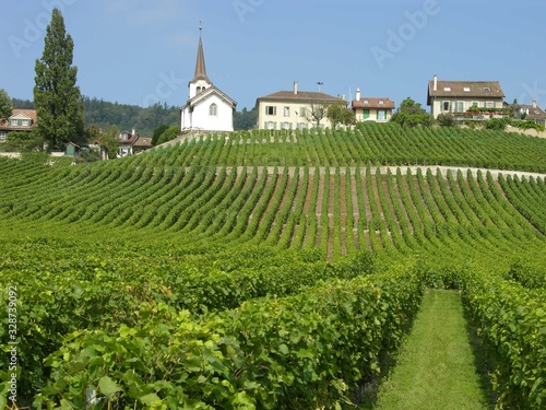 Switzerland  Lavaux Wine District  Vineyard