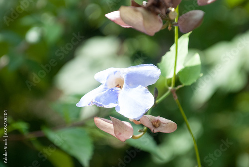 Flower of Brunfelsia, Escaleras, Puntarenas Province, Costa Rica photo