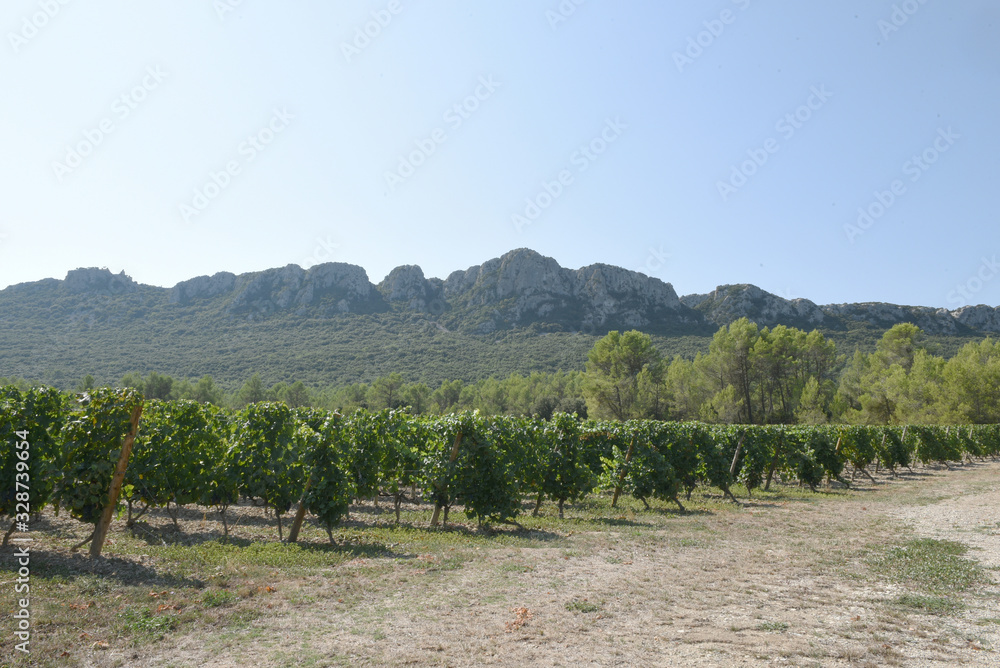 Vignes Le Pic St Loup Hérault France