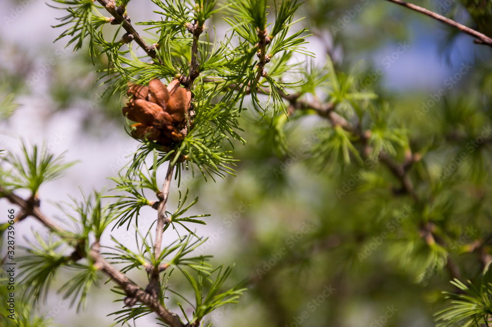 Green branch of larch with tiny leaves on the blue and yellow background. Brown cone of larch. Wild plants Green branch of larch with tiny leaves on the blue and yellow background. Brown cone of larch. Wild plants