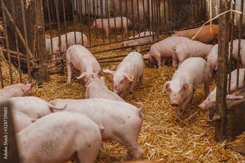 young pigs and piglets in barn livestock farm
