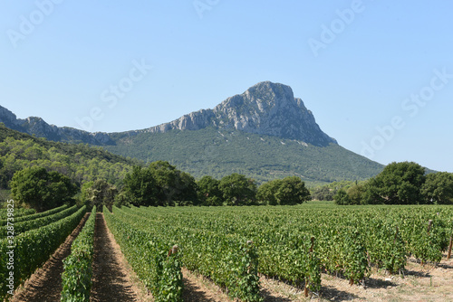 Vignes Le Pic St Loup Hérault France