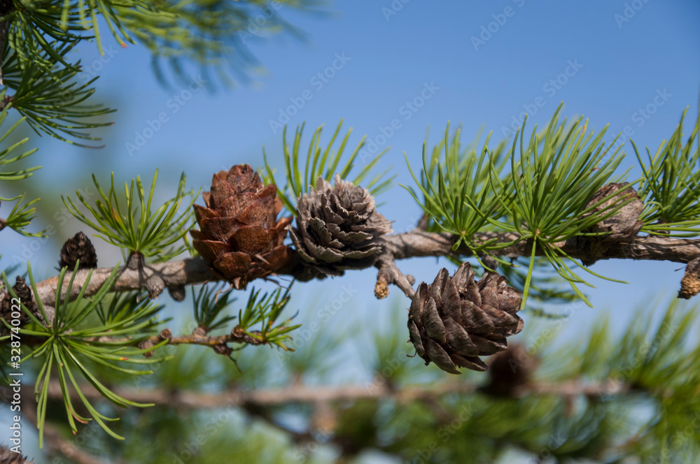 Green branch of larch with tiny leaves on the blue and yellow background. Brown cone of larch. Wild plants Green branch of larch with tiny leaves on the blue and yellow background. Brown cone of larch. Wild plants