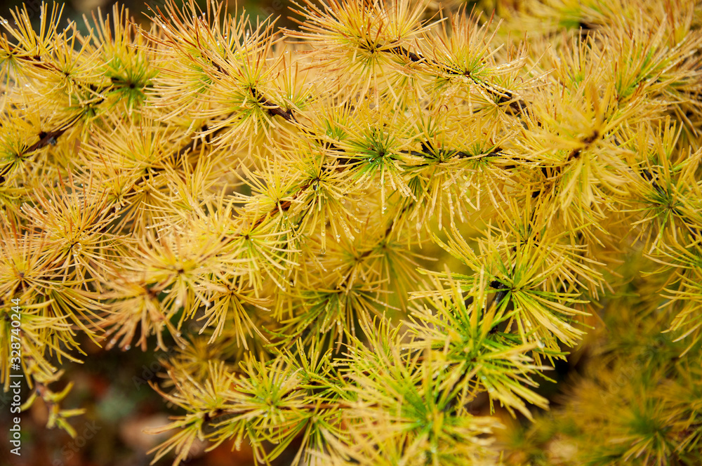Green branch of larch with tiny leaves on the blue and yellow background. Brown cone of larch. Wild plants